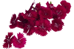 Fivola blossom schaal 50st
